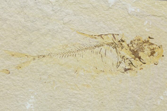 Bargain, Fossil Fish (Diplomystus) - Green River Formation #121000